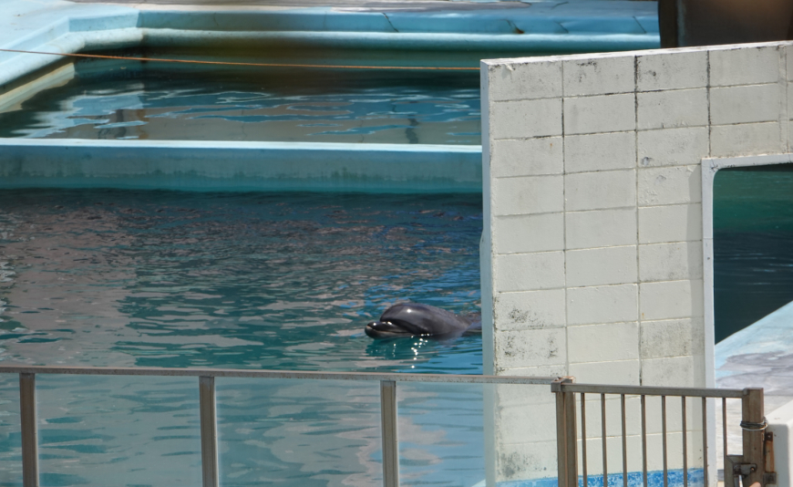  
Cuộc sống hàng ngày của Honey bị bó hẹp trong bể bơi trong khi đáng lẽ nó phải được vùng vẫy ngoài biển khơi rộng lớn. Ảnh: Dolphin Project