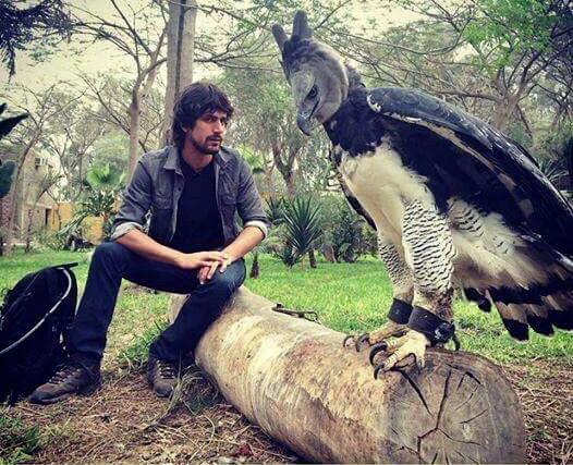  Kích thước khủng của đại bàng Harpy khi đứng cạnh con người. (Nguồn ảnh: The rainforest site blog)