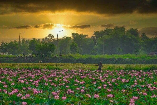  
Vẻ đẹp làm say đắm lòng người tại cánh đồng sen ở khu vực Điện An, Quảng Nam. 