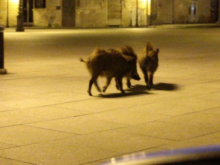  
Cặp lợn lòi dạo chơi trên đường phố Milan, Italy. (Ảnh: Twitter).