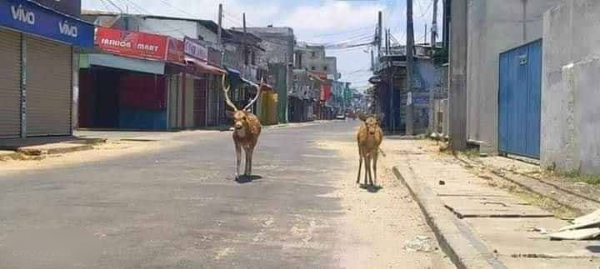  
Cặp hươu "rủ" nhau đi dạo phố nhân ngày mọi người hạn chế ra đường tại Sri Lanka (Ảnh: USUK World).