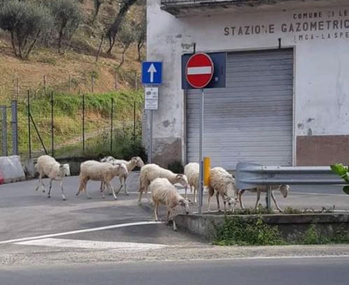  
Đàn cừu xuống núi kết hợp vừa dạo phố vừa đi gặm cỏ ở Anh. (Ảnh: Sina).