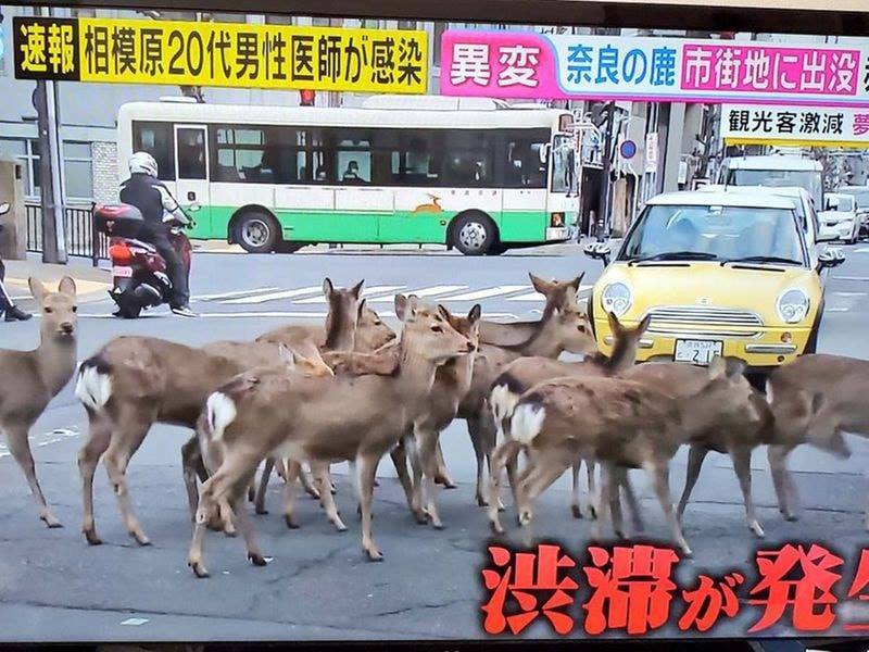  
Đàn nai tràn xuống đường ở Nhật Bản để...kiếm ăn. (Ảnh: Down To Earth).