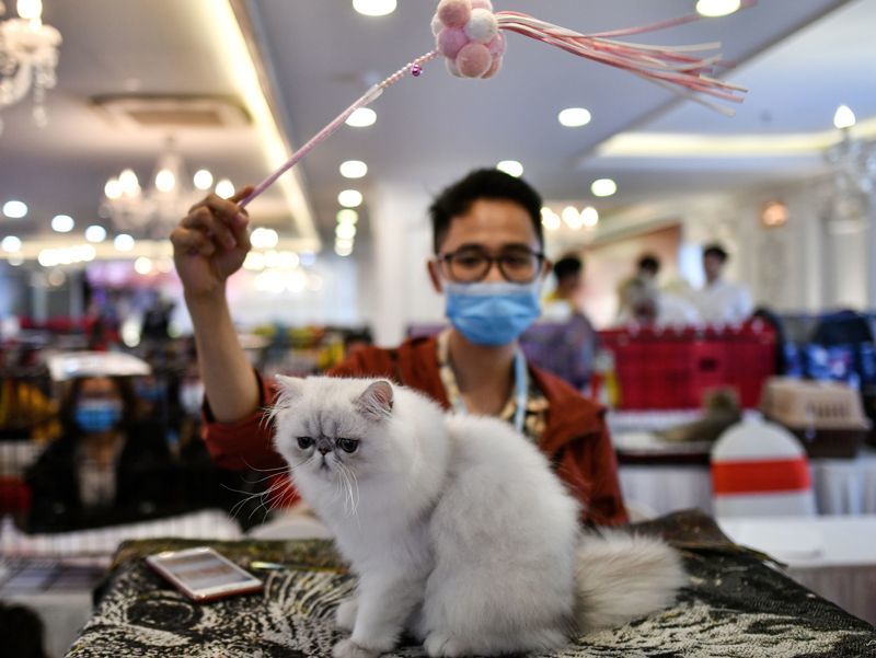  
Những chú mèo cần được chăm sóc kỹ lưỡng hơn để tránh nhiễm virus. (Ảnh: QQ).