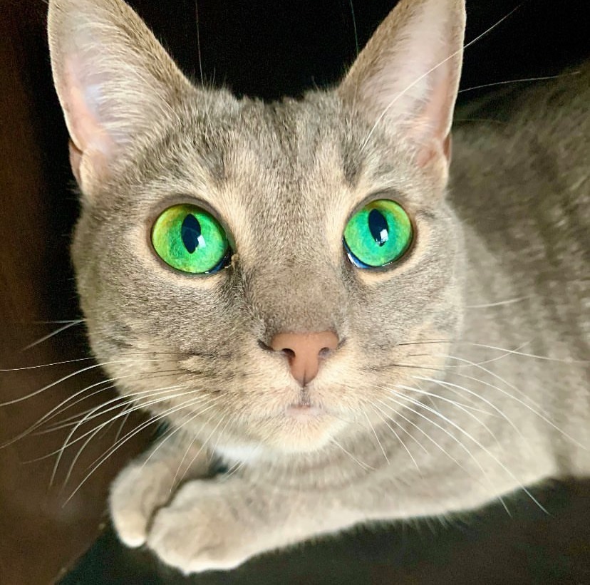  
 Fiona - Nàng mèo có đôi mắt xanh tuyệt đẹp. (Ảnh: @wildcatfiona)