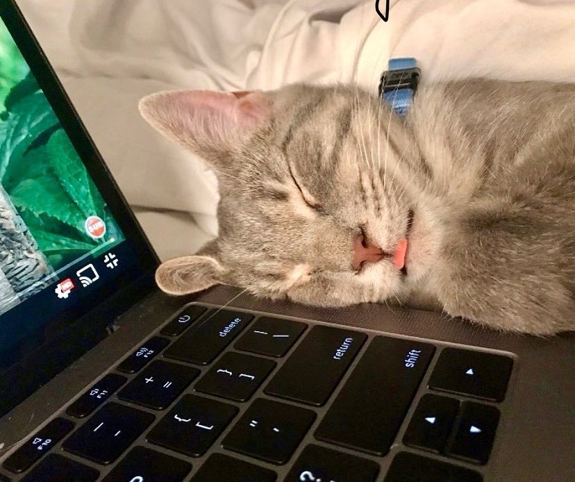  
Thậm chí là còn thích ngủ cạnh laptop khi chủ đang làm việc. (Ảnh: @wildcatfiona)