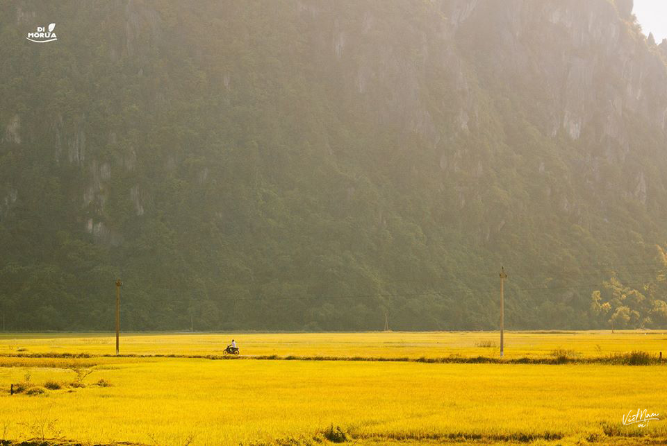  
Tháng 5 này, bạn có muốn đến thăm cánh đồng vàng ở Quảng Bình không?
