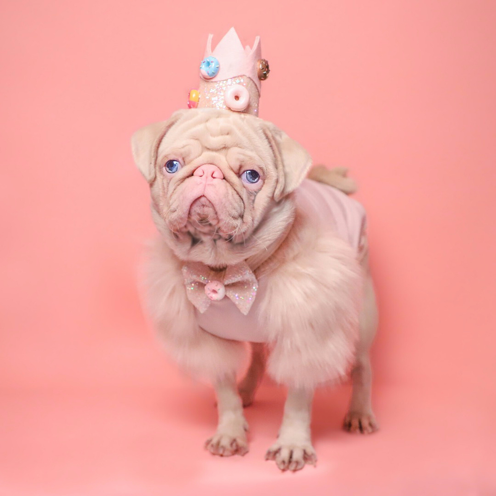 Sữa lắc” – Chú cún Pug là ngôi sao MXH với bộ lông hồng hiếm có