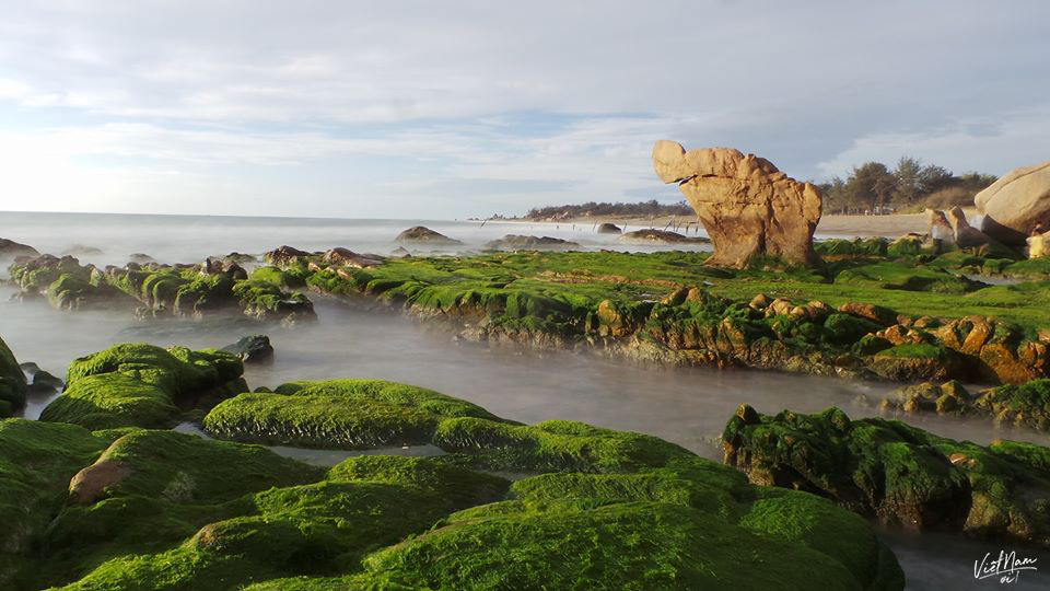  
Biển Cổ Thạch mùa rêu tại Bình Thuận.