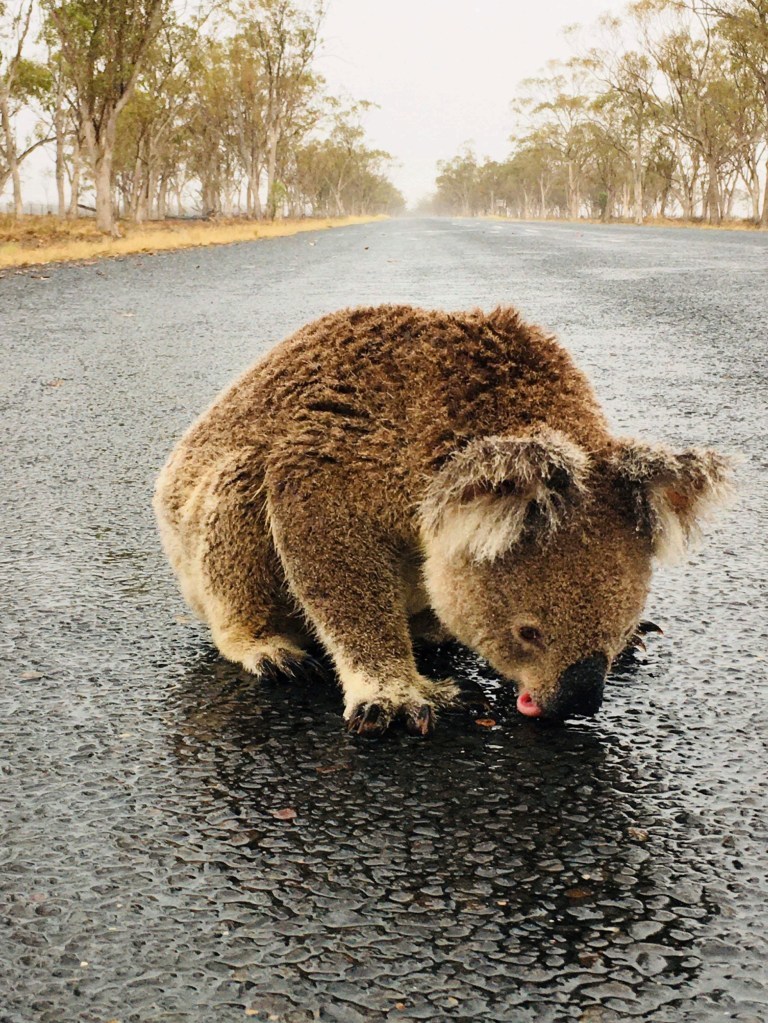  
Chú gấu túi tội nghiệp phải uống nước trên đường vì quá khát. (Ảnh: Daily Mail)