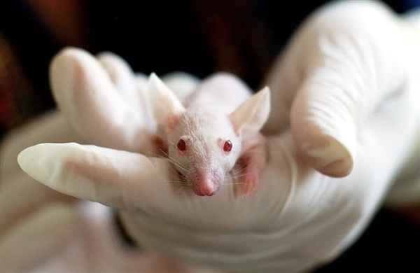  
Chuột là đối tượng được nhóm nghiên cứu chọn để thử nghiệm vaccine (Ảnh minh họa: VNExpress)