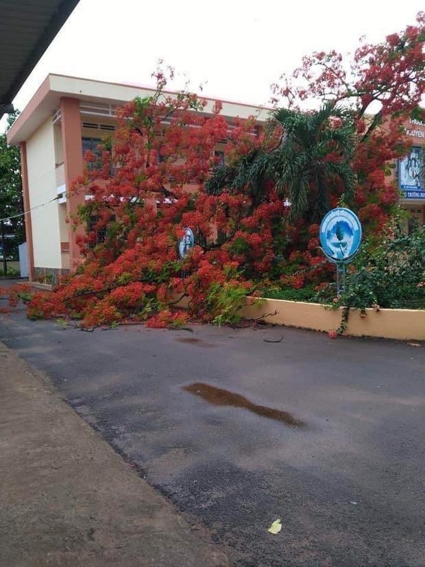  
Cây cao hàng chục mét, nở hoa đỏ chói bị đổ xuống sau cơn mưa lớn vào chiều 30/5 (Ảnh: Dân Việt)