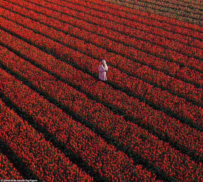  
Một bức ảnh trong cuộc thi Mùa Xuân 2020 được chụp tại cánh đồng hoa tulip (Hà Lan).