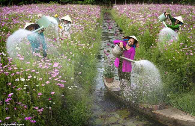  
Vẻ đẹp đầy mê hoặc giữa con người và thiên nhiên mang tên "Tưới hoa" được thực hiện bởi nhiếp ảnh gia Bùi Gia Phú.