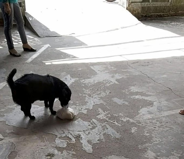  
Chú chó dùng miệng giữ túi gạo được phát ở điểm từ thiện (Ảnh cắt từ clip: Người Lao động)