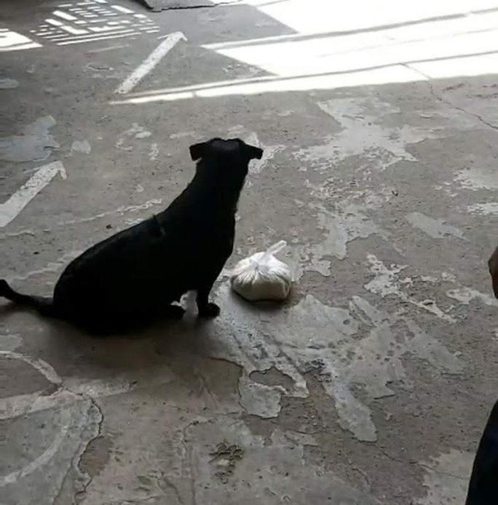  
Chú chó Phú Quốc xếp hàng ở điểm nhận gạo thay người chủ (Ảnh cắt từ clip: Người Lao động)