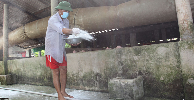  
Người chăn nuôi rắc vôi bột tại khu vực chuồng trại để hạn chế dịch bệnh (Ảnh: Thah Niên)