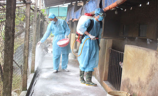  
Cán bộ thú ý phun diệt khuẩn, rắc vôi bột tại các hộ chăn nuôi lợn (Ảnh: Sở NN&PTNT Hà Nội)