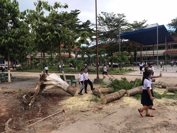  
Hiện trường vụ cây đổ sau giờ học tại Bình Dương (Ảnh: Báo Tổ Quốc)