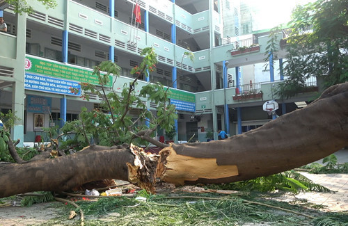  
Hiện trường cây phượng vĩ bị bật gốc tại TP.HCM khiến nhiều học sinh bị thương hôm 26/5 (Ảnh: Zing)
