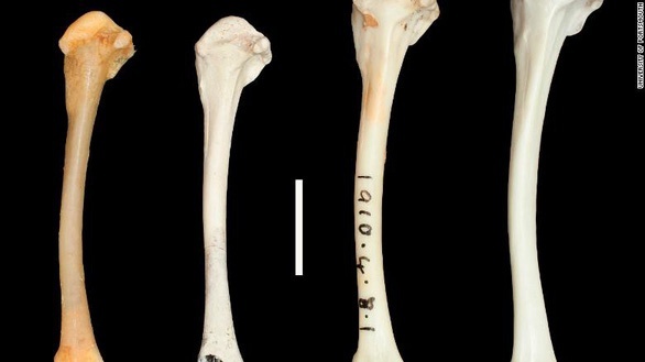  
Sự tương đồng của mẫu xương mới và hóa thạch của gà nước cổ trắng Aldabra​ sau hàng trăm nghìn năm. (Ảnh: CNN)