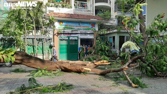  
Hiện trường vụ cây đổ khiến 18 học sinh thương vong sáng 26/5 (Ảnh: VTC News)