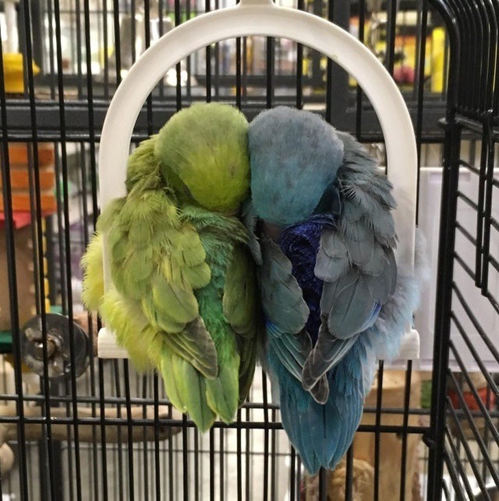  
Hai chú vẹt chỉ ngủ được nếu được ở cạnh nhau. (Ảnh: 9gag)