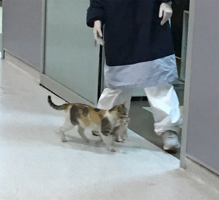  
Một con mèo hoang đã tự tha đứa con đang ốm của mình đến bệnh viện cầu cứu. Ảnh: ozcanmerveee