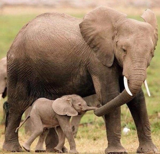  
Voi mẹ là người dìu dắt những bước đi đầu đời cho voi con. Ảnh: NAT GEO