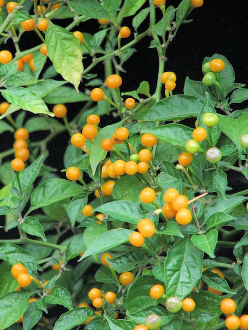  
Việt Nam đẩy mạnh việc trồng giống ớt này. (Ảnh: Dân Việt)