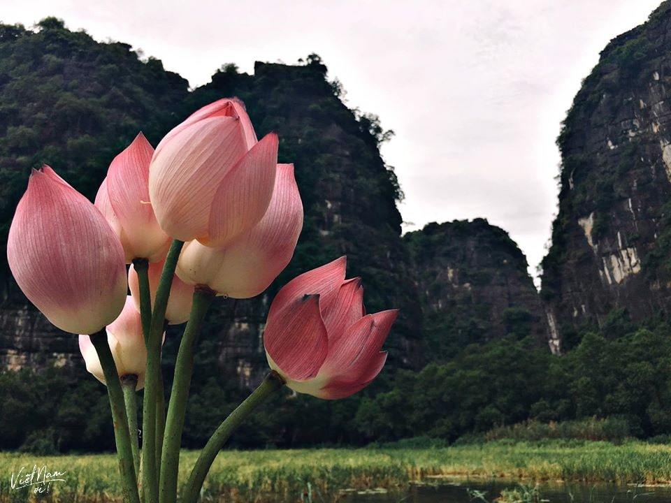  
Mùa sen là một trong hai mùa đẹp nhất ở Ninh Bình. (Ảnh: Lan Ng)