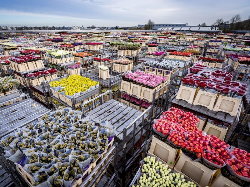  
Hàng năm, thời điểm tháng 3 đến tháng 5 là lúc người dân trồng hoa ở Hà Lan bận bịu nhất khi được thu hoạch và đem bán những bông hoa do mình trồng ra. Ảnh: NY Times