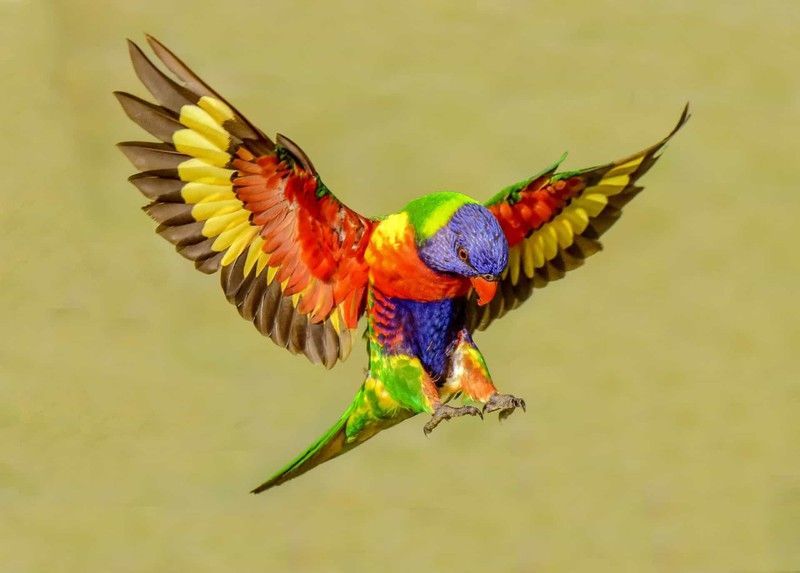  
Vẹt Lorikeet còn được gọi là vẹt cầu vồng và rất được yêu thích vì màu sắc sặc sỡ của chúng. (Ảnh: Pinterest)