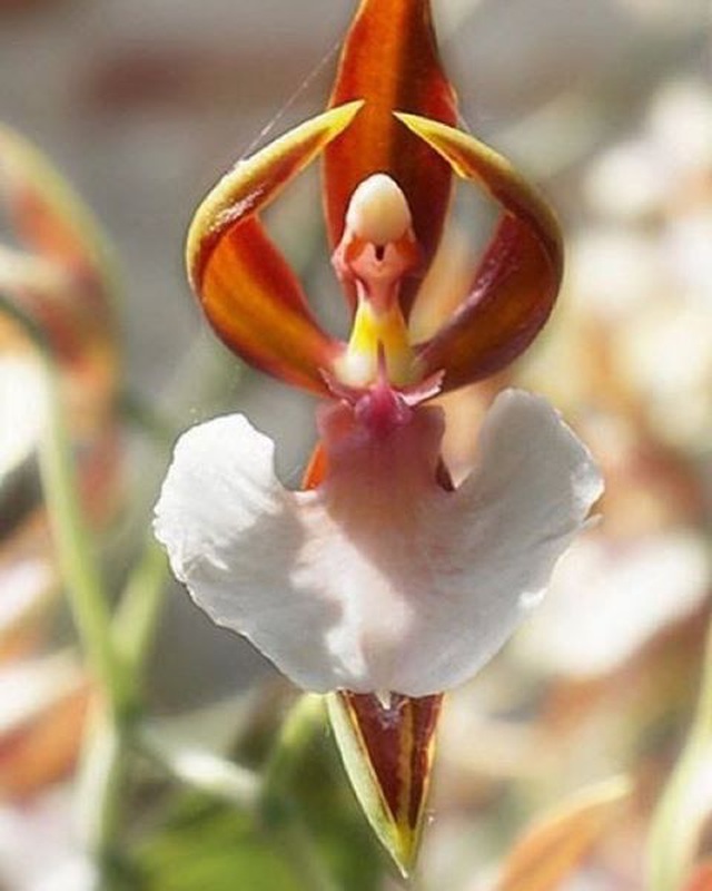 
Một loài hoa lan có hình dáng giống người thiếu nữ đang múa ba lê, là món ăn khoái khẩu của thỏ. (Ảnh: Amazon)
