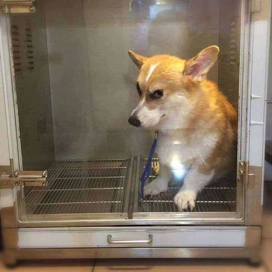 Hãy cười lên với những bức ảnh chó corgi hài hước này! Chúng sẽ khiến bạn phải bật cười ngay lập tức với những chiếc mõm ngắn cùng thân hình dễ thương khó đỡ. Những chú chó corgi luôn được biết đến với tính cách vui vẻ, năng động, và chúng sẽ chắc chắn làm cho ngày của bạn trở nên tươi vui hơn.