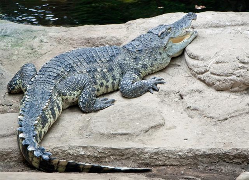  
Cá sấu dù khá đáng sợ nhưng lại được đánh giá thuộc loài vật lười nhác. (Ảnh: Kiến thức)