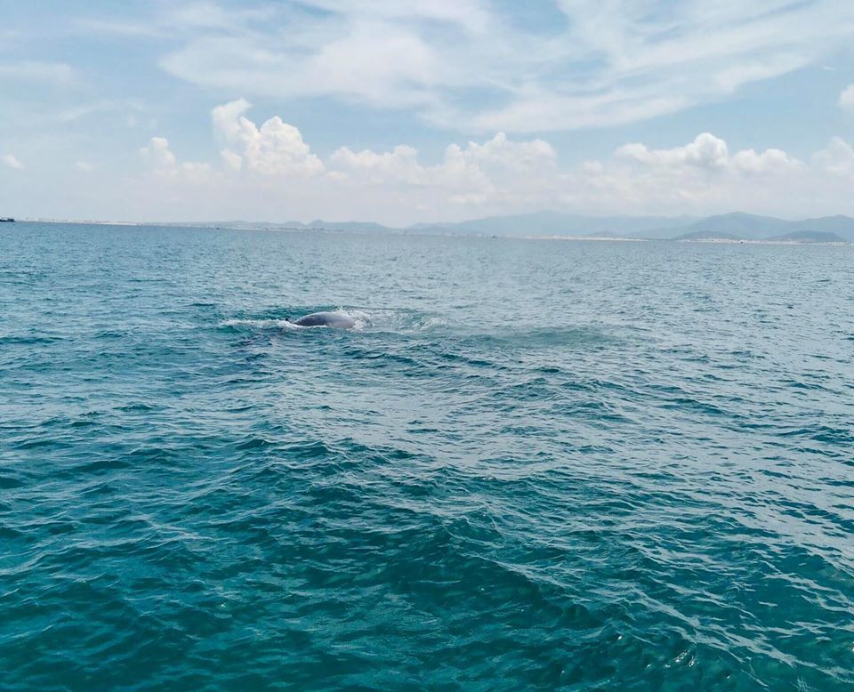 Cá voi xuất hiện tại khu vực biển Hòn Cau (Ảnh: Khu Bảo Tồn Biển Hòn Cau)