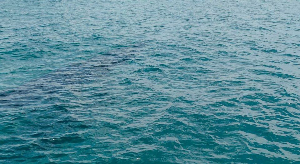 Hình ảnh cá voi "lấp ló" dưới làn nước (Ảnh: Khu Bảo Tồn Biển Hòn Cau)