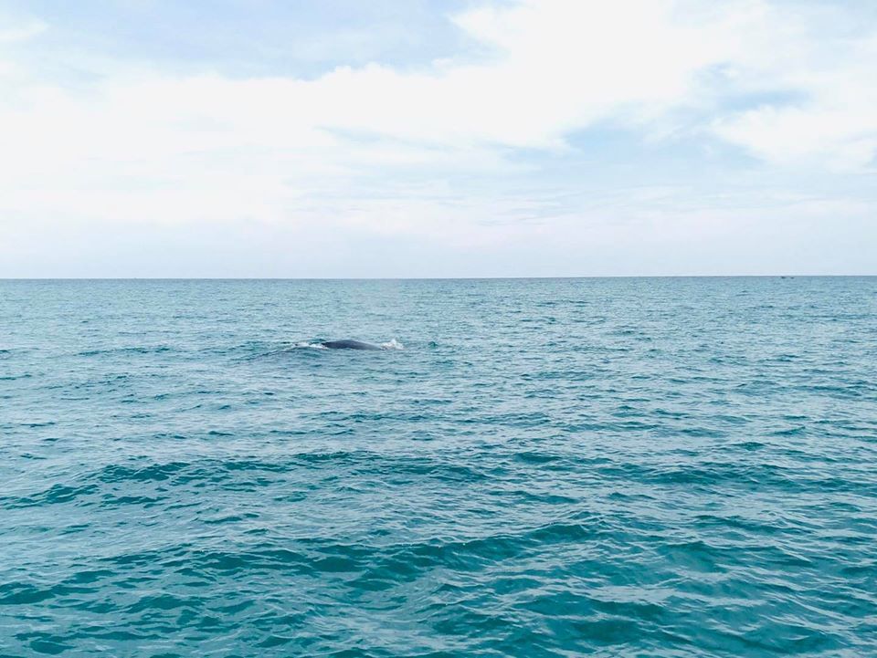 Cá voi xuất hiện vào thời điểm mùa gió Nam tại Hòn Cau (Ảnh: Khu Bảo Tồn Biển Hòn Cau)