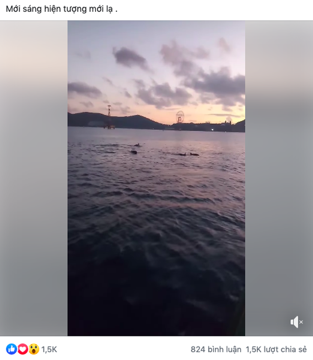 Đoạn video clip ghi lại khoảnh khắc "tung tăng" của cá heo được CĐM đặc biệt quan tâm (Ảnh chụp màn hình)