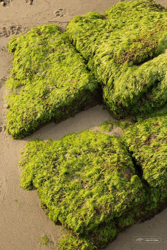  
Những khối đá bao quanh bởi rêu xanh khiến người ta liên tưởng tới một xứ biển chỉ có trong truyện cổ tích.