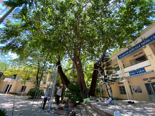  
Thợ cơ khí đang lắp đặt giàn đỡ kiên cố cho cây cây phượng trong sân Trường THPT Hòa Vang, Thành phố Đà Nẵng). (Ảnh: Người Lao Động)