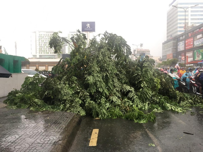 
Một cây xanh khác bị đổ sau trận mưa chiều 16/6 (Ảnh: Tuổi Trẻ Online)