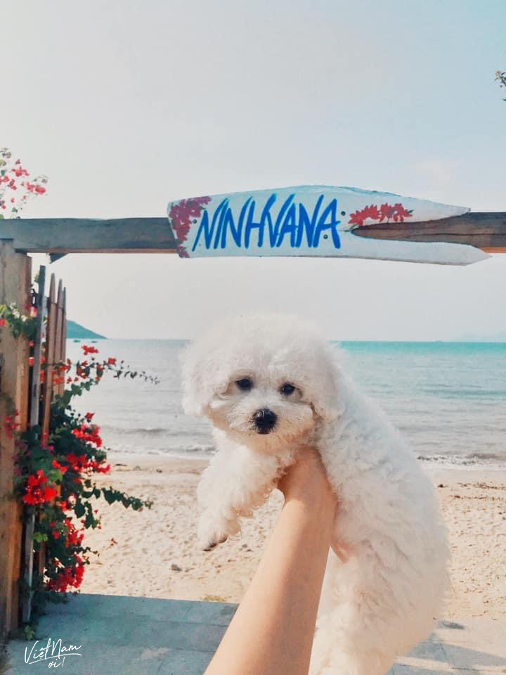  
Bạn từng mang cún cưng đi biển chưa nào?