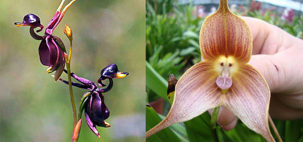 Nhiều loài hoa có hình dạng kỳ lạ khiến ai nhìn vào cũng ngạc nhiên. (Ảnh: Amazon)