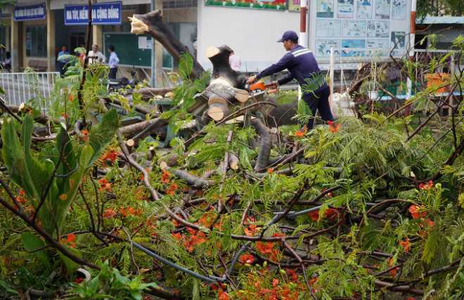  
Nhân viên công ty cây xanh tiến hành dọn dẹp sau khi sự cố xảy ra (Ảnh: VNExpress)