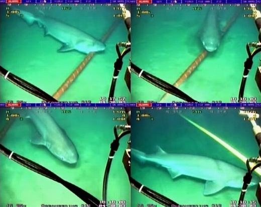  
Cá mập được "réo gọi" mỗi khi xảy ra hiện tượng đứt cáp quang. (Ảnh: Pinterest)