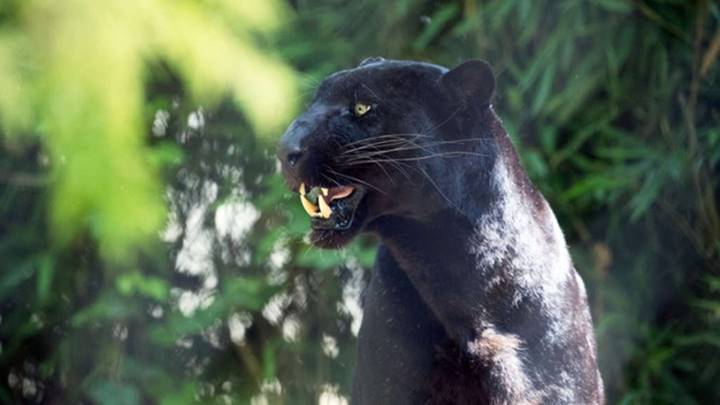  
Hình ảnh loài động vật báo đen (Ảnh: Pinterest)