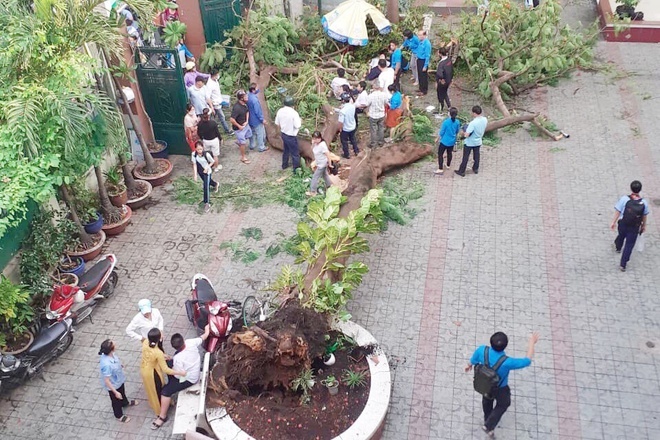  
Hiện trường vụ cây đổ đè 18 học sinh hôm 26/5 (Ảnh: Zing.vn)