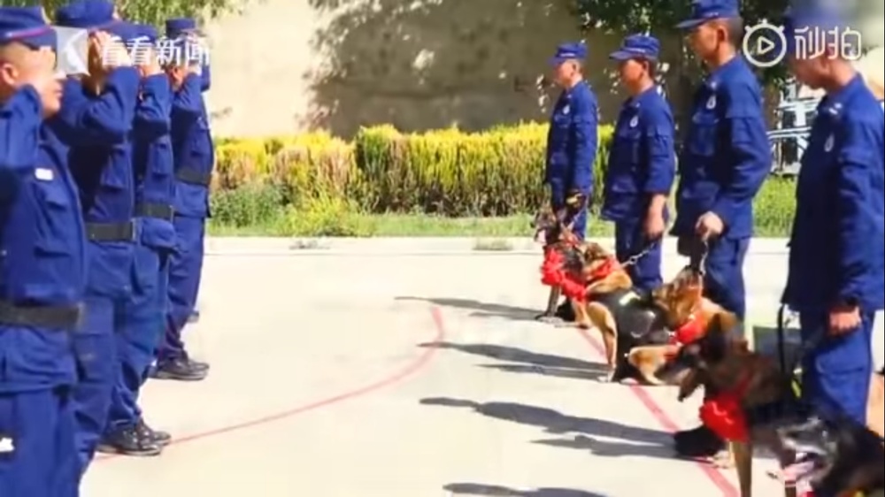  
Những người huấn luyện chào tạm biệt các chú chó của mình. (Ảnh cắt từ clip)